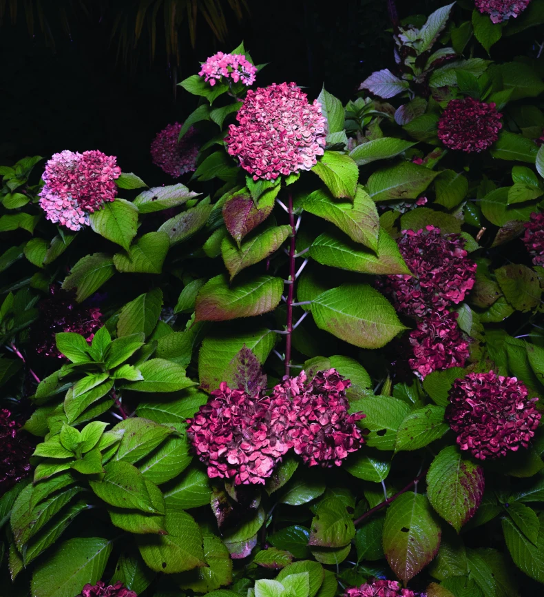 Foto Mattia Marzorati